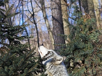 Arctic Wolf 017
